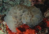 Plerogyra sinuosa corail à bulles sinueux Nouvelle-Calédonie cnidaire corallien