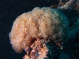 Plerogyra sinuosa tipped bubblegum coral massive colonies New Caledonia marine fauna