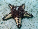 Protoreaster nodosus etoile de mer Nouvelle-Caledonie sea star New Caledonia echinoderm