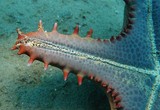 Protoreaster nodosus knobby sea star New Caledonia diving underwater starfish lagoon reef