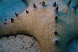 Protoreaster nodosus Etoile de mer Nouvelle-Calédonie