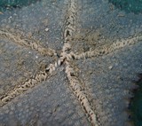 Protoreaster nodosus face aborale Nouvelle-Calédonie étoile de mer
