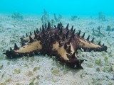 Protoreaster nodosus plongée Nouvelle-Calédonie etoile protoeaster de mer New Caledonia diving sand seastar