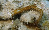Mollusca Gastropoda Heterobranchia Opisthobranchia Nudibranchia Dexiarchia Aeolidida Aeolidioidea Facelinidae Pteraeolidia 