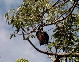 Pteropus poliocephalus Grey-headed Flying-Fox megabat native to Australia