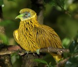 kukuvuti golden dove ptilinopus luteovirens endemic bird fiji viti levu ovalau gau yasawa island Ptilope jaune