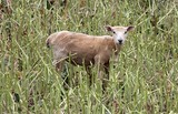 Sheep mouton shave field grass muton meet