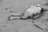 Dead bird on the beach flies on progress New Zealand south island life and death seabird