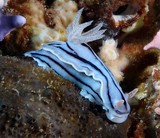 Chromodoris willani Doris de Willan Nouvelle-Calédonie nudibranche limace de mer