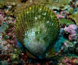 scallop musandam oman dibba diving underwater picture shell green