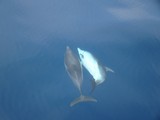 Dauphin bleu et blanc Méditerranée Meyen's dolphin france mediterranean sea south couple