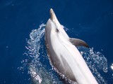 Dauphin bleu et blanc Méditerranée nageoire dorsale rostre petit poisson 