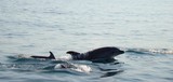 Dauphin commun Meyen's dolphin streaker porpoise Méditerranée