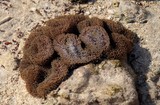 Stichodactyla gigantea anémone de mer nouvelle-calédonie lagon de Poé carpet anemone new caledonia diving