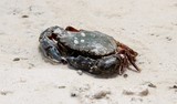 Thalamita crenata Crab natural Swiming Pool Pines Island New Caledonia spiny rock crab