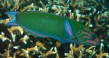 Thalassoma lunare Girelle paon Juvénile Nouvelle-Calédonie poisson du lagon