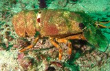 flathead lobster - Oman - Mussandam - octopus rock