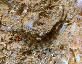 Thuridilla gracilis sea slug sacoglossan marine gastropod mollusk Plakobranchidae New Caledonia Nudibranch