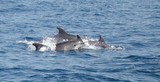 Grand dauphin Tursiop Méditerranée dalfinus delphis Tursiops Truncatus