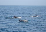 Grand dauphin tursiop Méditerranée dauphin à gros nez