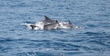 Grand dauphin tursiop Méditerranée nage avec les dauphins