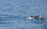 Grand dauphin tursiop Méditerranée photographie 