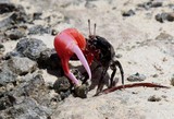 crabe pince rouge Nouvelle-Caledonie crabe violoniste uca gelasimus tetragonon